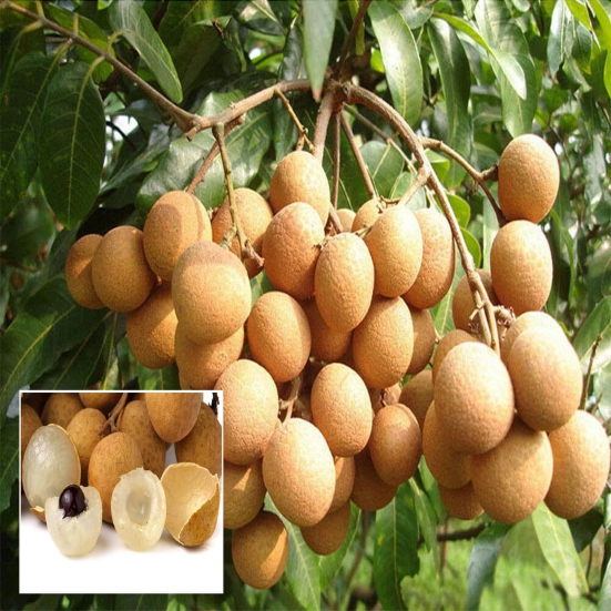 Hybrid Longan fruit Plant- Grafting