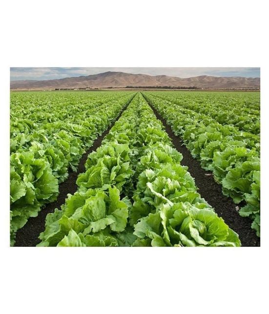 SHOP 360 GARDEN Organic Lettuce Iceberg Vegetable Seeds - Pack of 100 Seeds