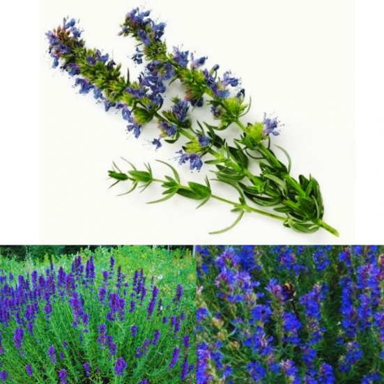 Anise Hyssop Blaubluhender Herb Seed