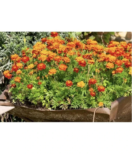 homeagro - Marigold Flower ( 50 Seeds )