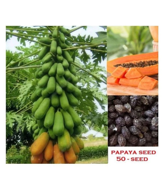 shivam organic seeds Thai Papaya Organic Variety Dwarf Fruit - 50 Seeds + Instruction Manual