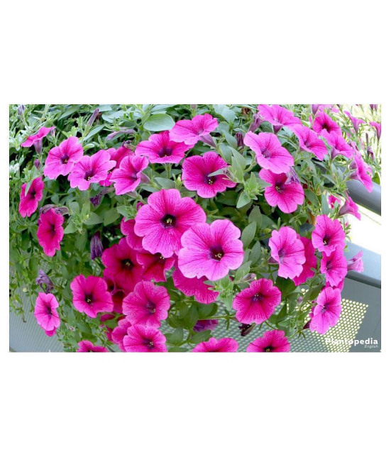 Petunia Mixed Hybrid Imported Flower Seeds Seed  (100 Per Packet)with growing cocopeat