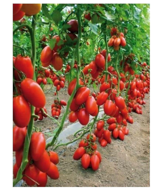 Cheery climbing tomato seeds