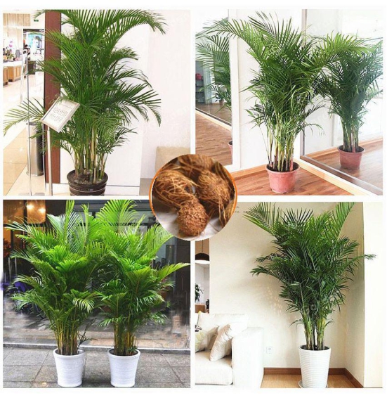 homeagro - Areca palm Plant ( 5 Seeds )