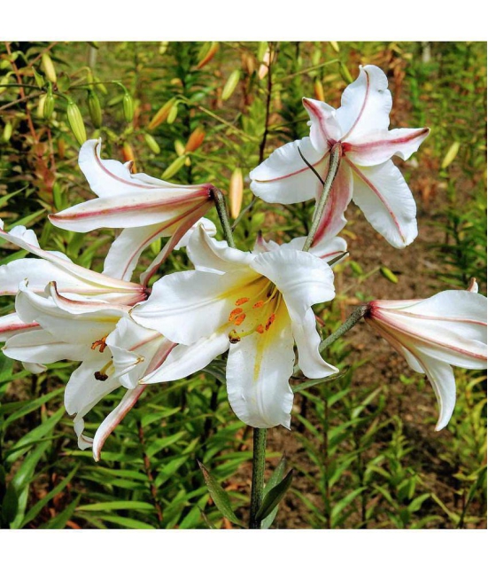 homeagro - Amaryllis Flower ( 5 Seeds )