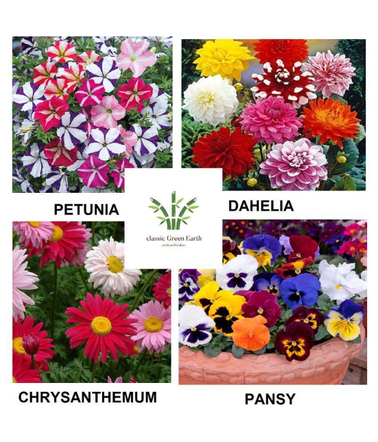 petunia + dahelia +chrysanthemum + pany 100 + seeds with cocopeat