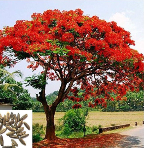 GULMOHAR PREMIUM FLOWER PLANT 10 SEEDS PACK WITH M