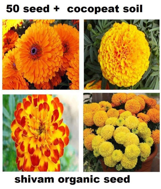 Marigold Flower Seeds For All Season India - (pack of  30 seeeds ) Garden Flower Seeds