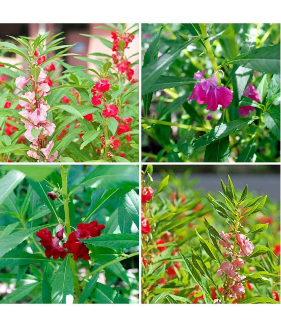 mix color balsam flower 50 seeds pack with free Free cocopeat and user manual for your garden