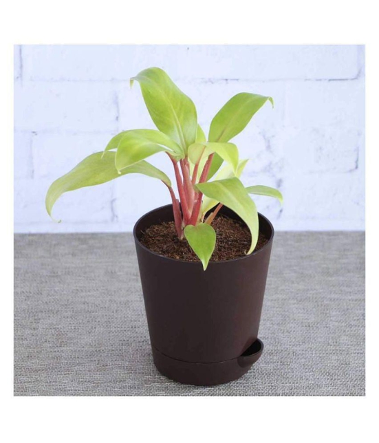 Ugaoo Philodendron Ceylon Golden with Self Watering Pot