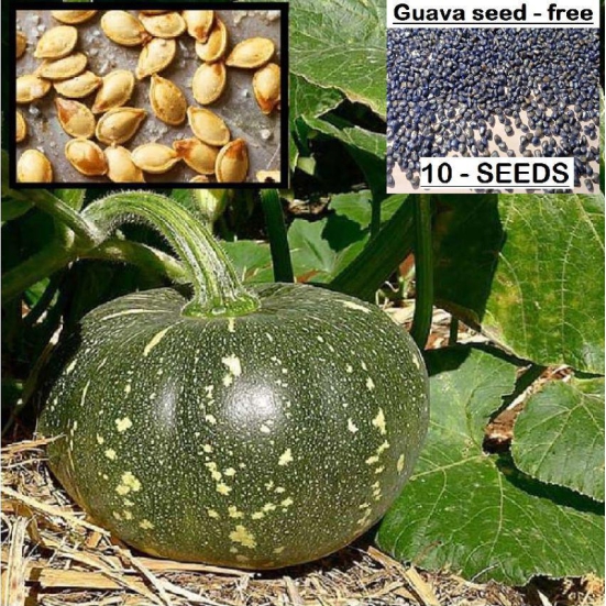 homeagro - Pumpkin Vegetable ( 10 Seeds )