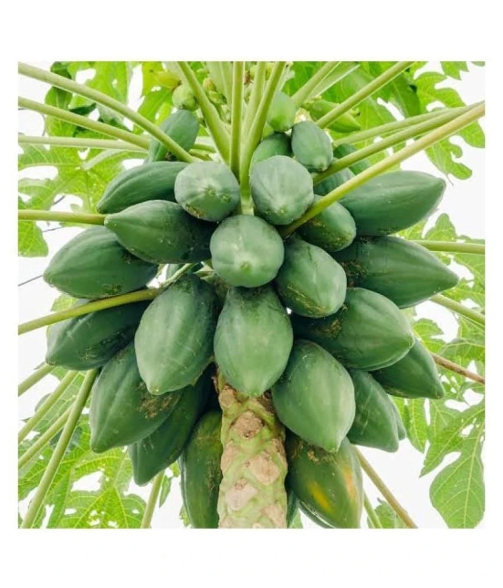 shivam organic seeds PAPAYA SEED - Honey Dew Papaya - organic seeds - (50 per packet)