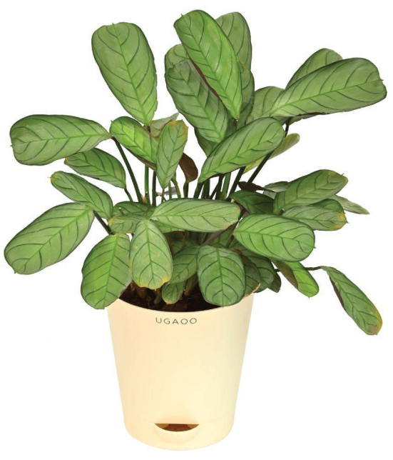 UGAOO Calathea Prayer Indoor Live Plant with Pot - Medium