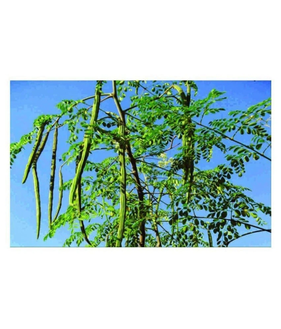 Moringa Seeds Variety Hybrid Drumstick 20 Seeds (Saijan ki Phalli,Saragavo)