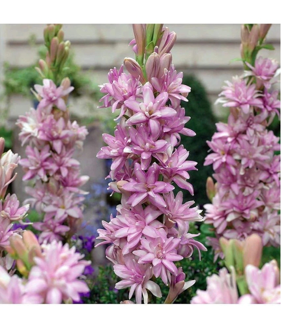 SHOP 360 GARDEN - Flower Seeds ( 5 bulbs )