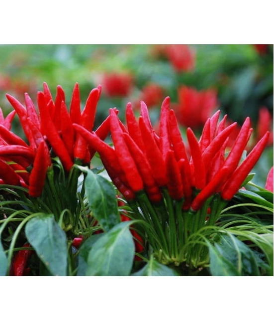 20 Red Pepper Seeds Chili Capsicum frutescens Organic Vegetable seeds