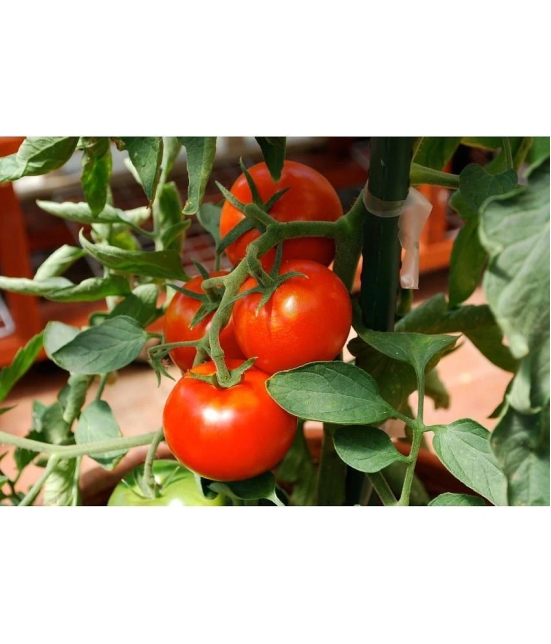 homeagro - Tomato Vegetable ( 100 Seeds )