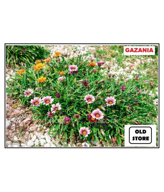 GAZANIA MIX VARIETY FLOWER PHOOL 30 SEEDS WITH FREE COCOPEAT COMBO PACK WITH USER MANAUL FOR HOME GARDENING USE