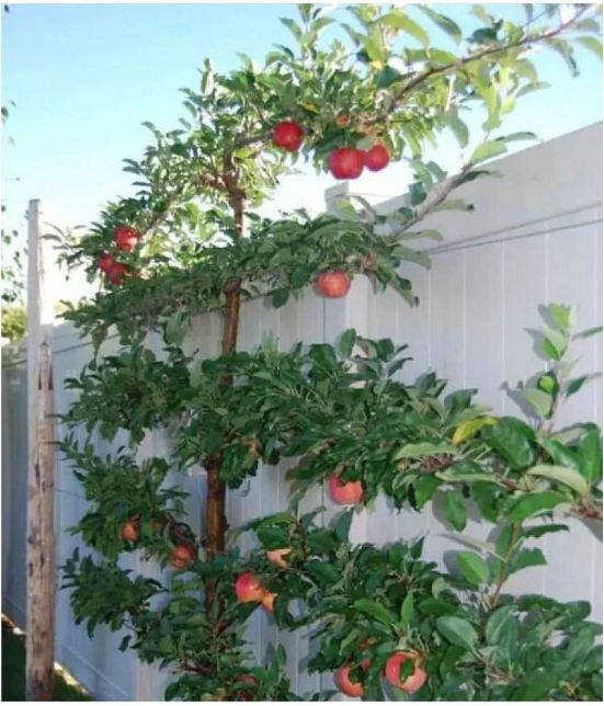 OhhSome Seeds Of Fruits : Apple Fruit Seeds Good Germination Hyb Plant For Apartment Bonsai Suitable Fruit Seeds Pack