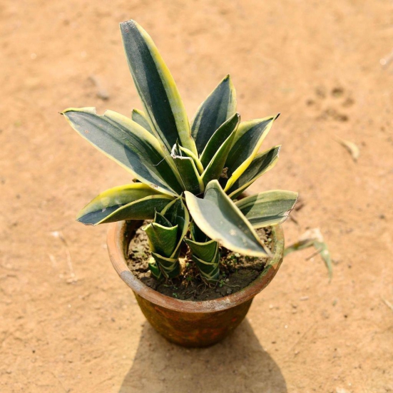 Snake Lotus Plant in 5 Inch Clay Pot