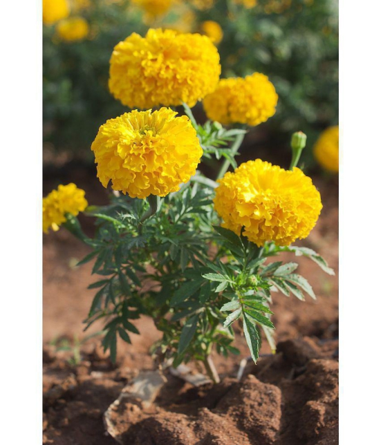 homeagro - Marigold Flower ( 50 Seeds )