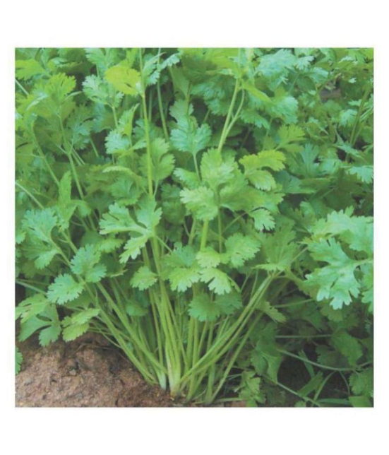 R-DRoz Coriander (Dhaniya) Quality Seeds - Pack of 100 Premium Seeds