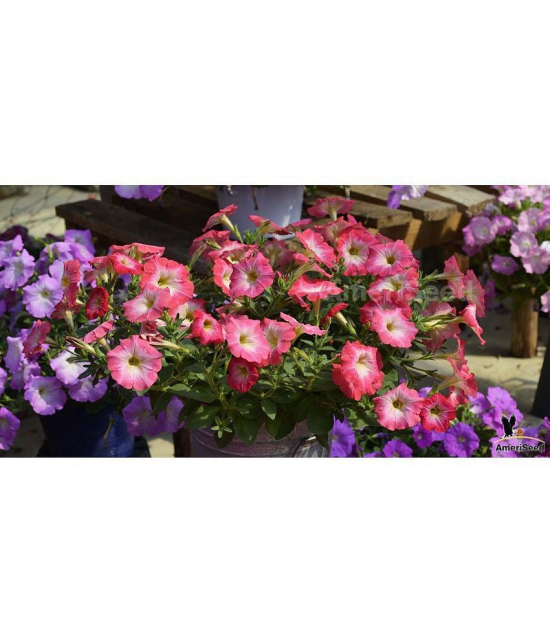 homeagro - Petunia Mixed Flower ( 50 Seeds )