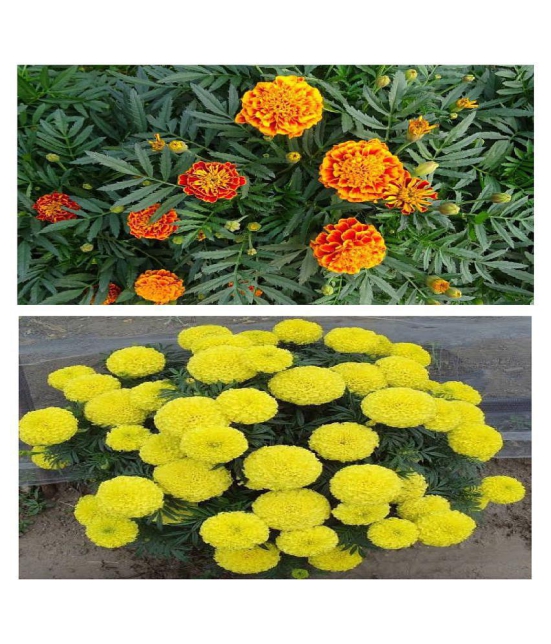 Rare African AND GIANT YELLOW Marigold MIX 100 Seeds PACK WITH COCOPEAT AND MANUAL