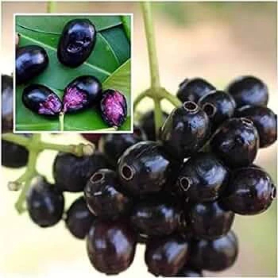 Black Jamun-Grafting  Fruit Plant