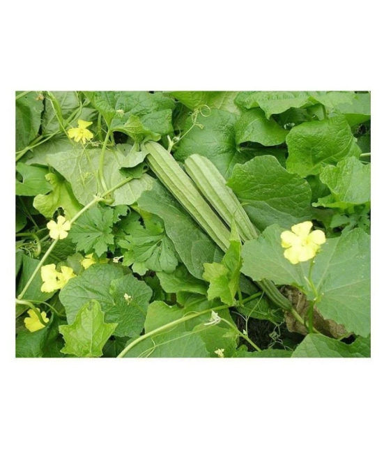 SHOP 360 GARDEN Hybrid Ridge Gourd Jaipur Long Variety Seeds (Pack of 50 Seeds)