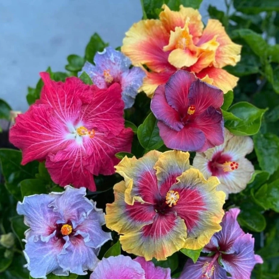 Multi-Grafted Hibiscus Plant(4-6) Colour