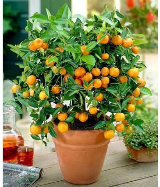 M-Tech Gardens Indoor Dwarf Citrus Bush Orange Fruit Seed for Growing 10 Seeds/Bag