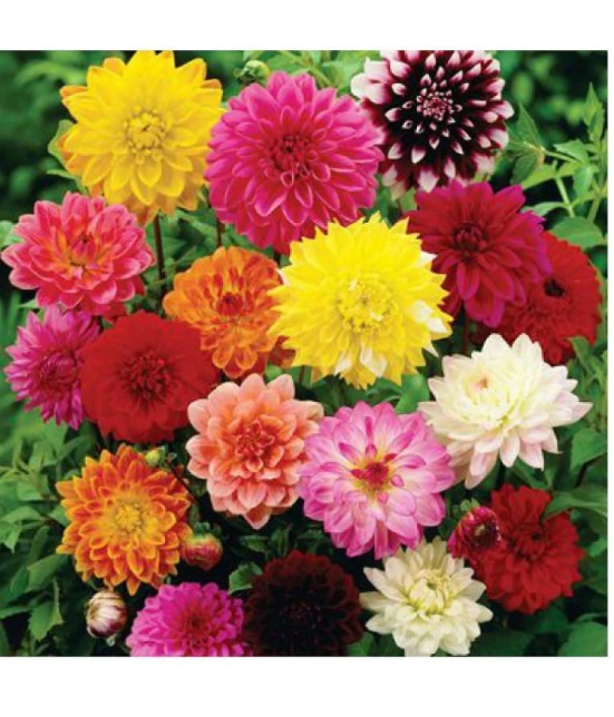 HN organic seed - Zinnia Mixed Flower ( 20 Seeds )