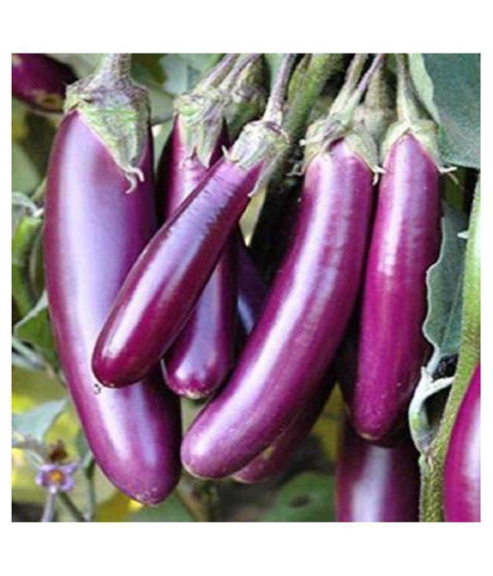 brinjal eggplant seeds 50 seeds