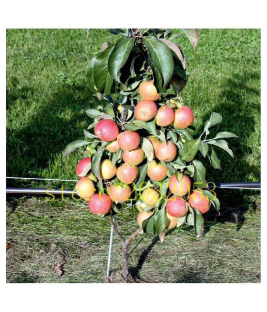 OhhSome Bonsai Suitable Fruit Seeds : Apple - King Bloom Plant For Balcony Bonsai Suitable Fruit Seeds Pack