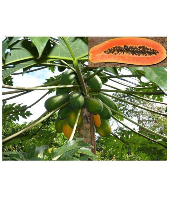 Papaya     Fruit Seeds