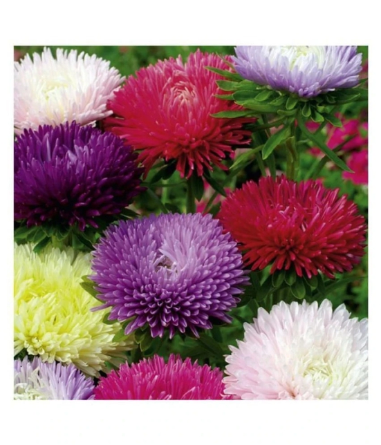 Innate Flower seeds Aster Mix Flower Best Quality Seeds Pack of 50