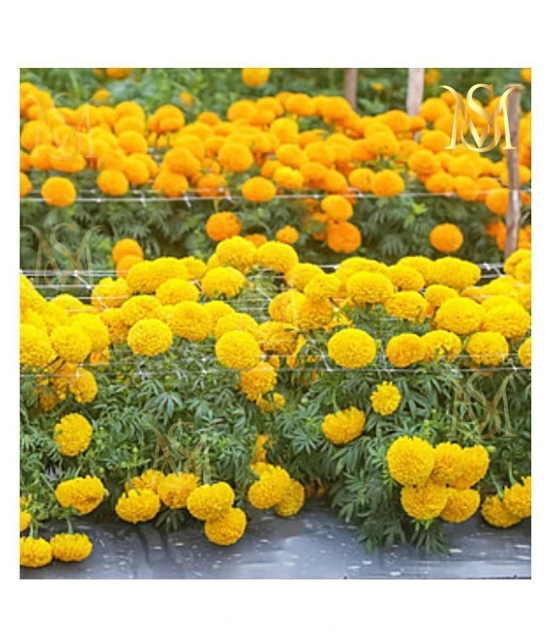 MS. Marigold Seeds MIX 30 seeds