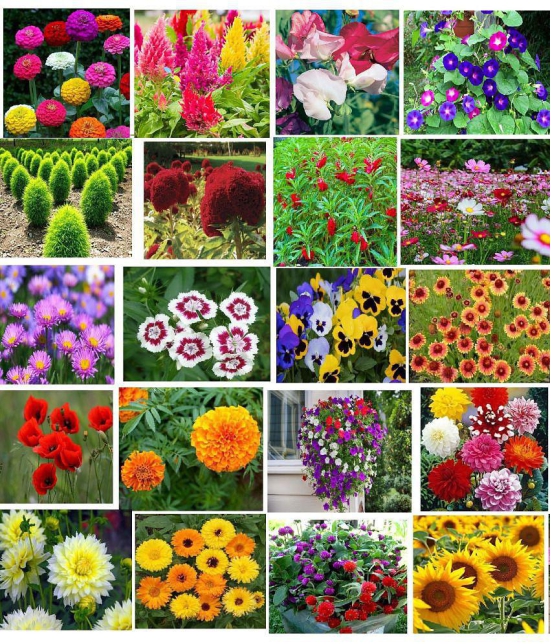 CLASSIC GREEN EARTH - Flower Seeds ( 20 FLOWER COMBO 1500 SEEDS HYBRID )