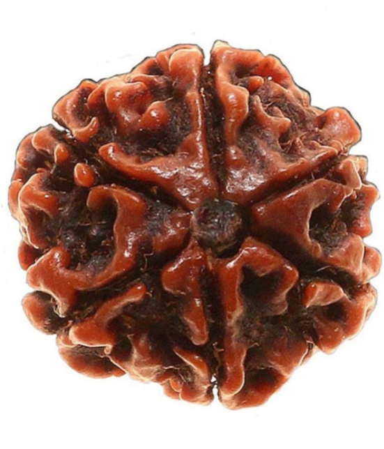 DvR ClicK - 6 Mukhi Rudraksha Bead ( Pack of 1 )