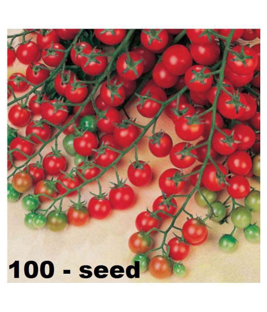 Cherry Tomato High Germination Seeds - Pack Of 100 Hybrid Seeds