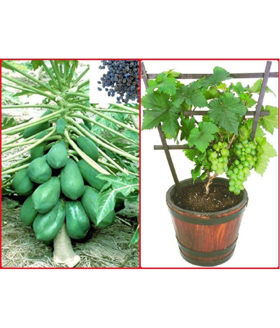 homeagro - Combo of Papaya F1 Hybrid Fruit ( 50 seed ) and Grapes Fruit ( 20 Seeds )