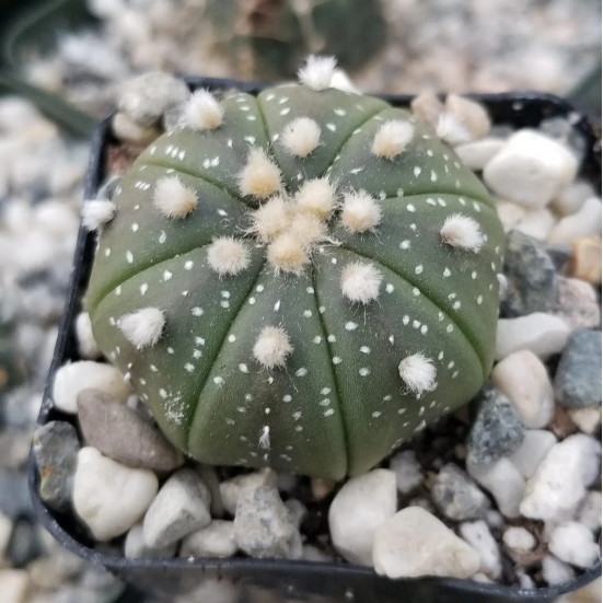 Astrophytum Asteria Sand Dollar Cactus Seeds