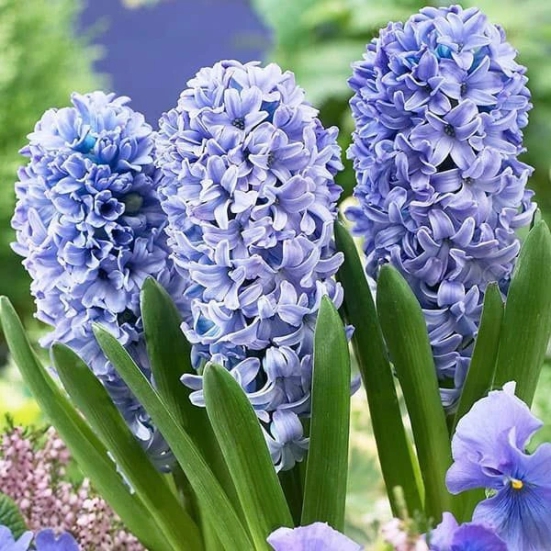 Hyacinth Delfts Blauw Blue Color Flower Bulb