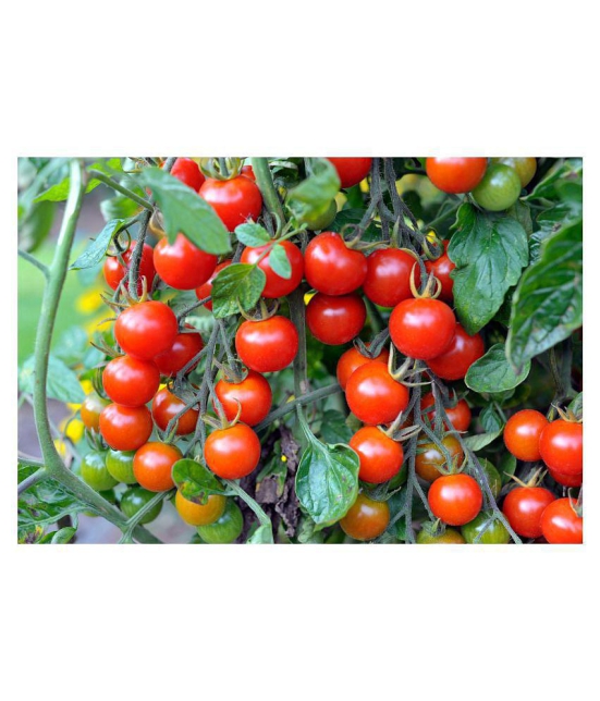 HYBRID RED ROUND TOMATO 100 SEEDS PACK WITH INSTRUCTION MANAUL