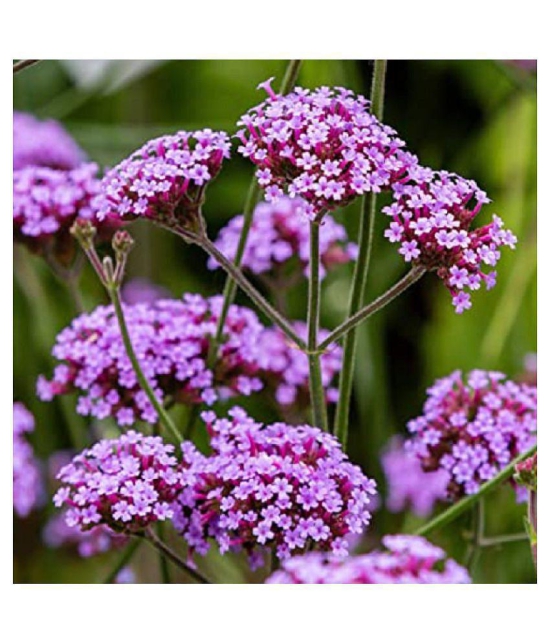 CLASSIC GREEN EARTH Kraft Seeds Verbena Hybrid Variety Flower Seeds with growing cocopeat