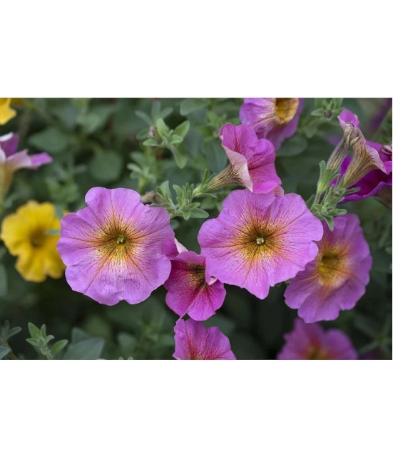 homeagro - Petunia Mixed Flower ( 50 Seeds )