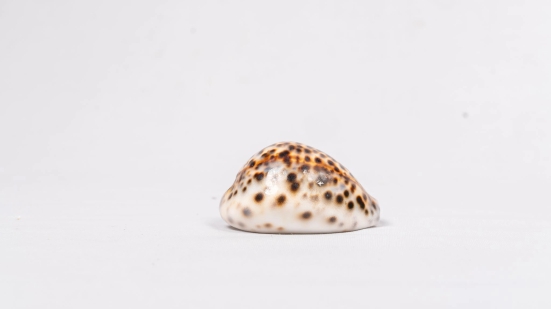 Brown and White Spotted Seashell