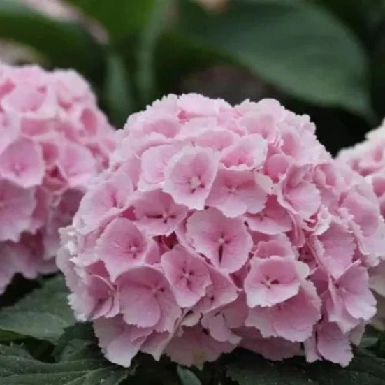 Hybrid Hydrangea Plant For Gardening