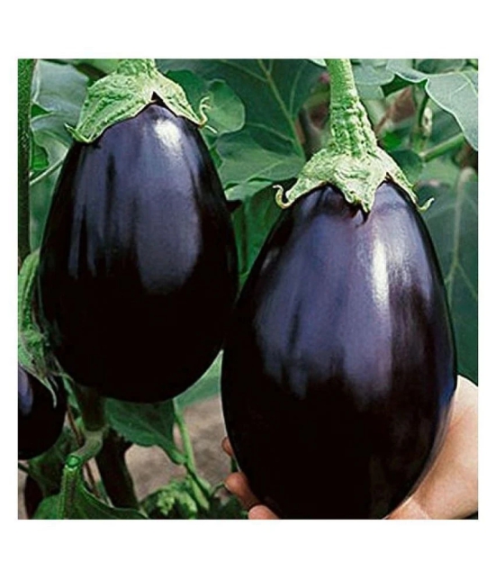 BS SEEDS Gardens Black Beauty Brinjal or Eggplant Seeds (Multicolour, Pack of 100)